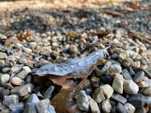 Ein transparentes Blatt liegt auf einem Bett aus kleinen Steinen.